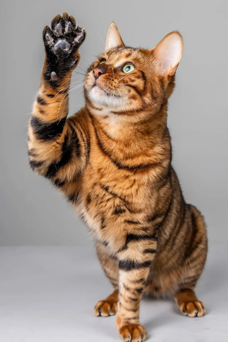 Toyger with Paw Up