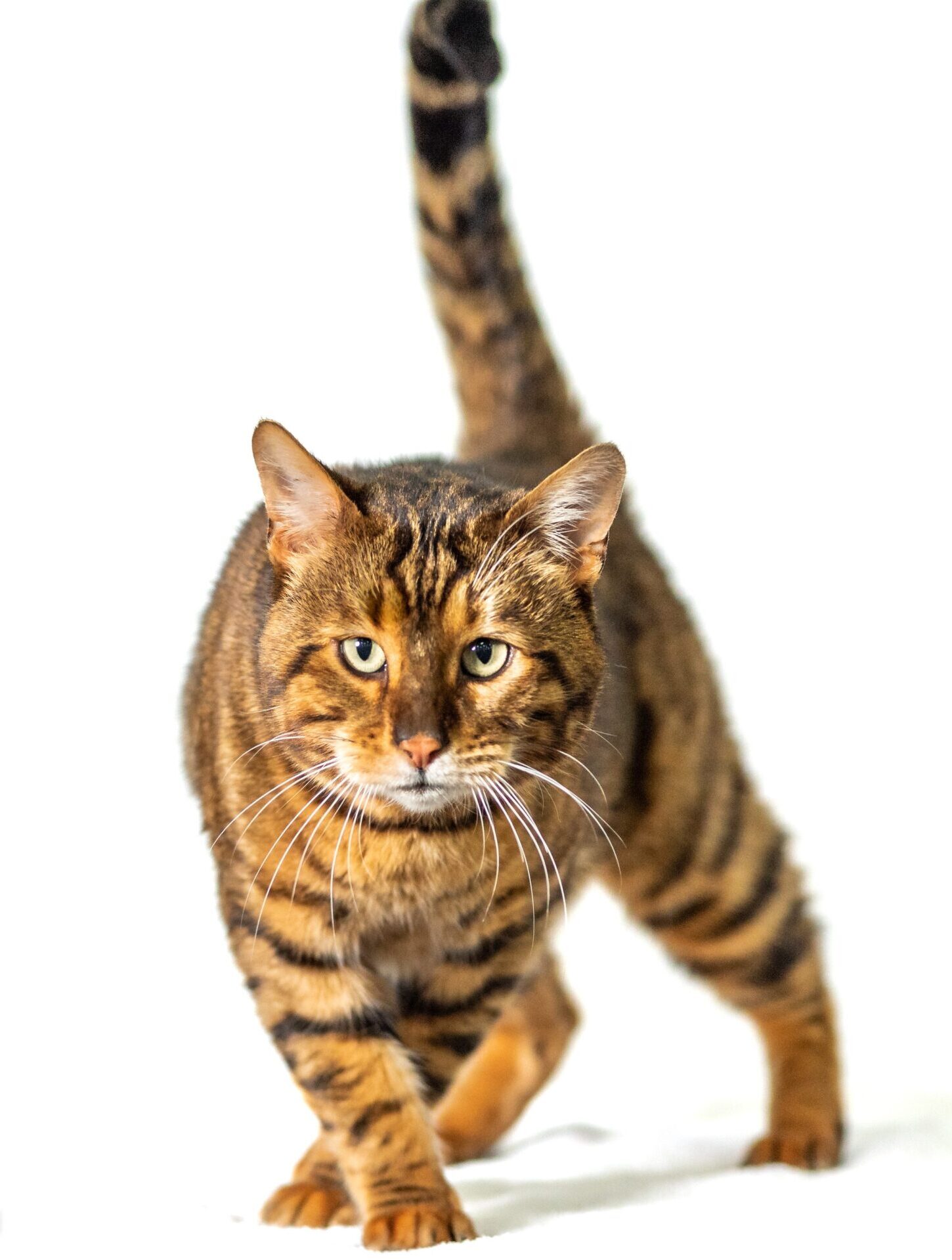 Falkor, Male Toyger